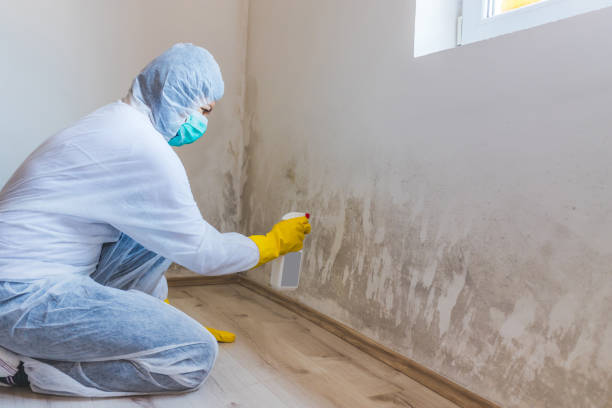 Licensed Basement Mold Remediation service in Brush Prairie, WA - 24 Hour Mold Removal