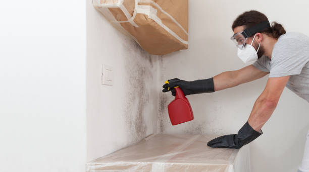 Professional Basement Mold Remediation technician working in Brush Prairie, WA