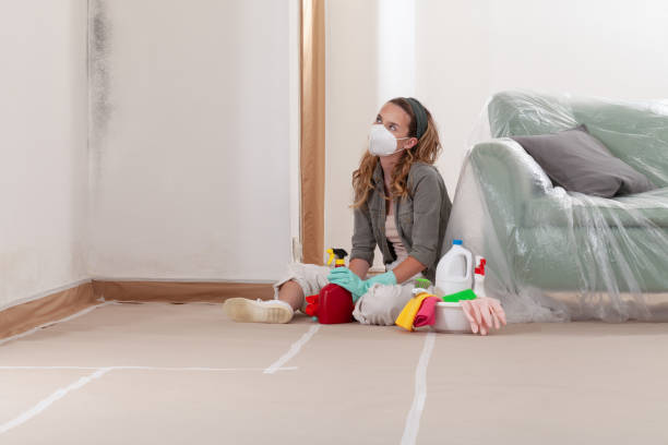 Reliable Basement Mold Remediation contractor in Brush Prairie, WA by 24 Hour Mold Removal