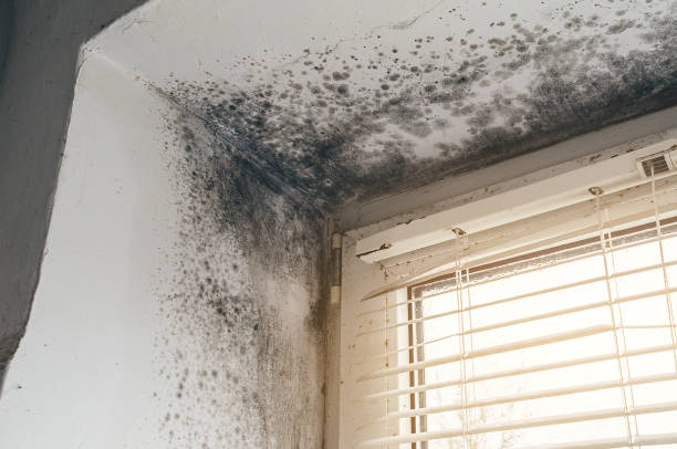 Affordable Basement Mold Remediation solutions in Brush Prairie, WA