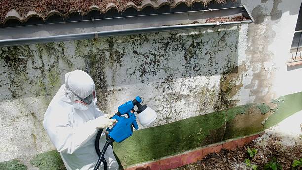 Top rated local Basement Mold Remediation specialists in Brush Prairie, WA